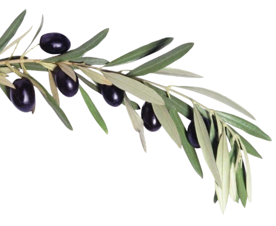 Olive Leaf