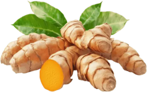 Turmeric Root