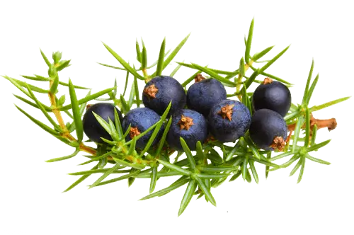 Junipar Berry