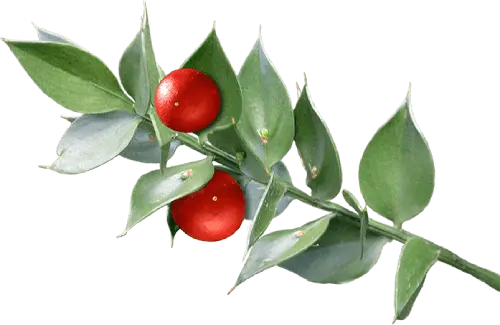 Berbaline Extract