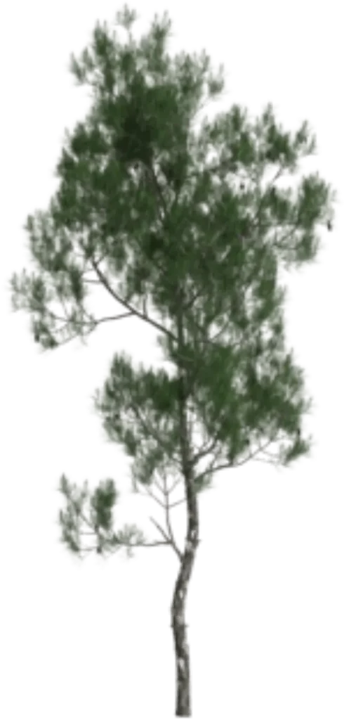 Pinus Extract